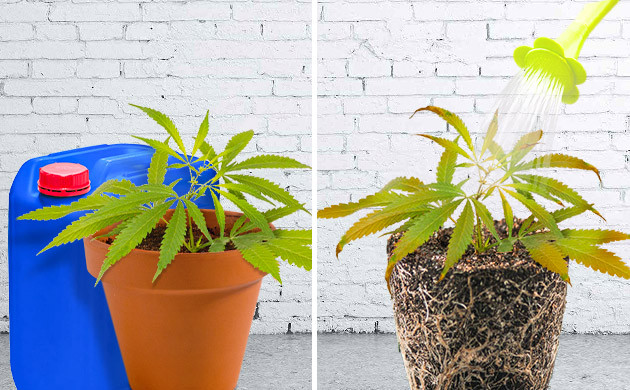 Ухудшение состояния куста после подкормки Признаки перекорма после внесения удобрений