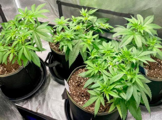 Кусты The White Fire OG на 5 неделе выращивания