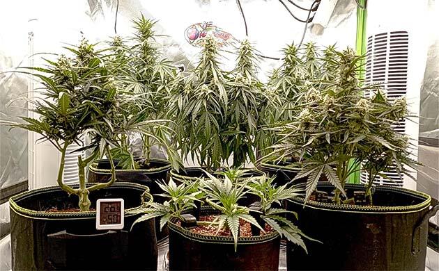  Кусты White Widow Auto на 8 неделе выращивания