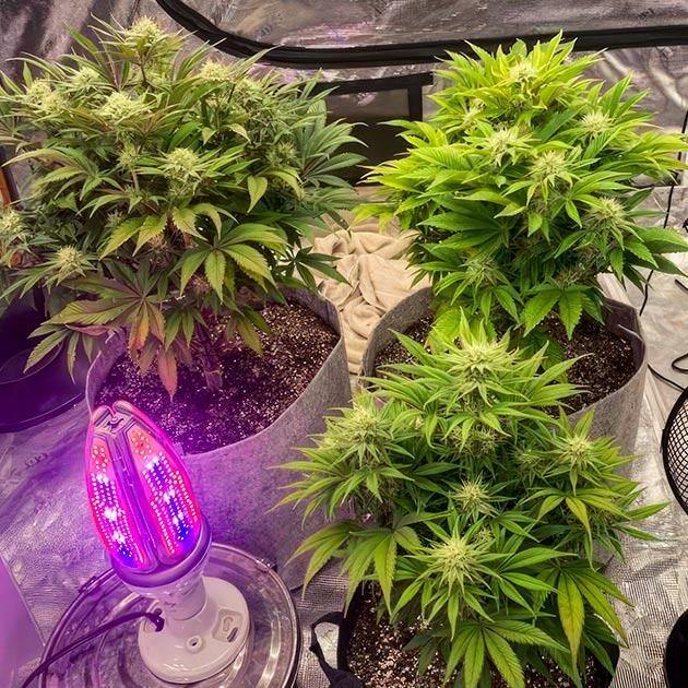 Кусты Sticky Sherbert GG от Seedkeepers на 10 неделе