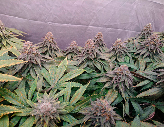 Нехватка азота у одного из кустов Появление фиолетового оттенка на соцветиях