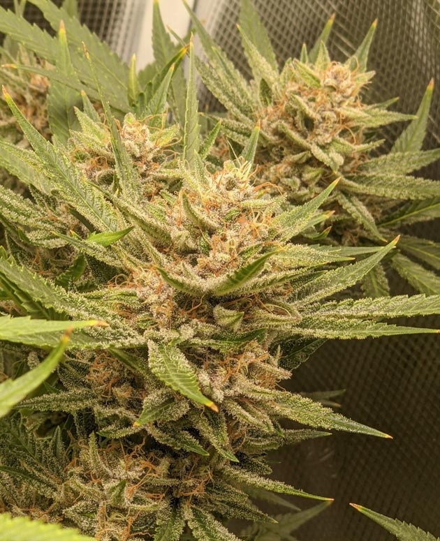 Осмотр трихом и готовность Подготовка к харвесту Bruce Banner Auto
