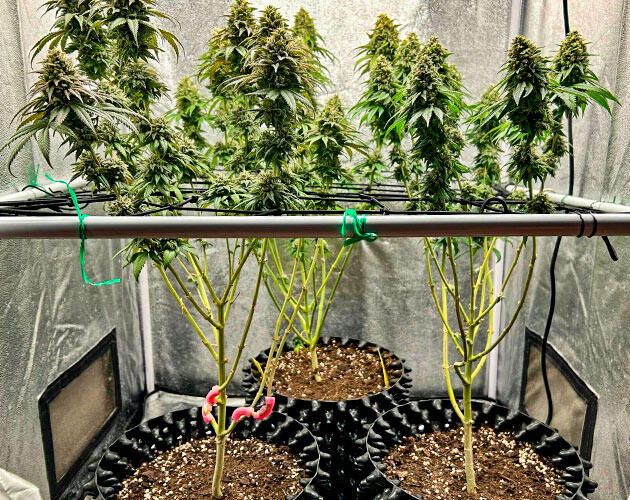 Завершающий этап цветения каннабиса перед харвестом Шишки каннабиса на поздней стадии цветения с янтарными трихомами