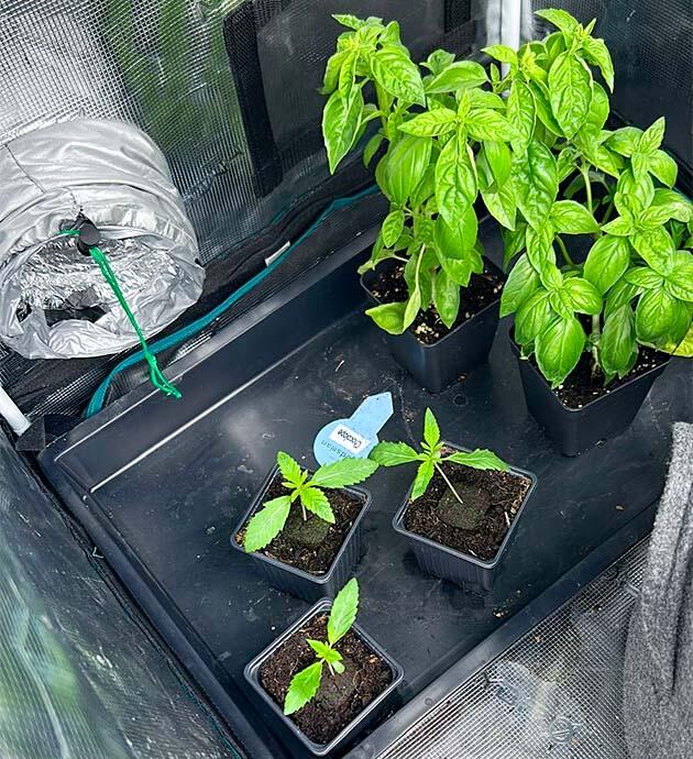 Ростки RS11 x Banana OG на 1 неделе выращивания