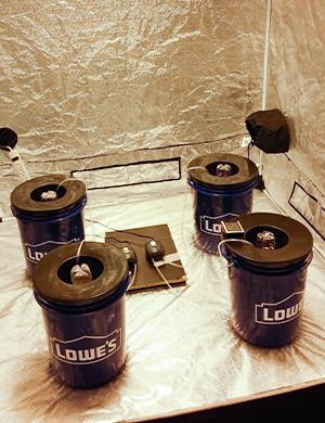 Высадка семян в гидропонные установки DWC системы в гроубоксе