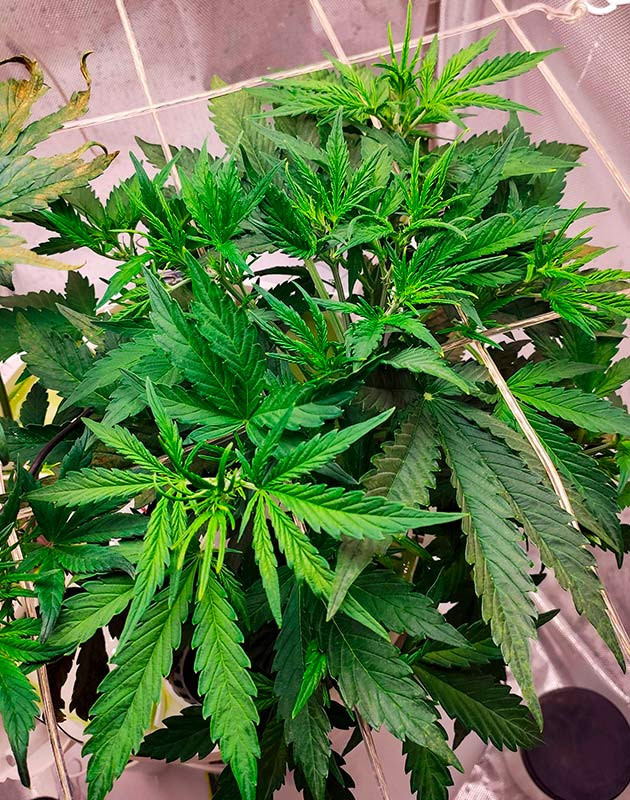 Выращивание куста Auto Chocolate Skunk