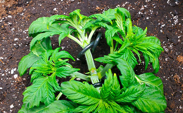 Подгибание ветвей садовыми колышками