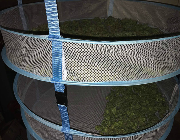 Сбор урожая с куста Bruce Banner