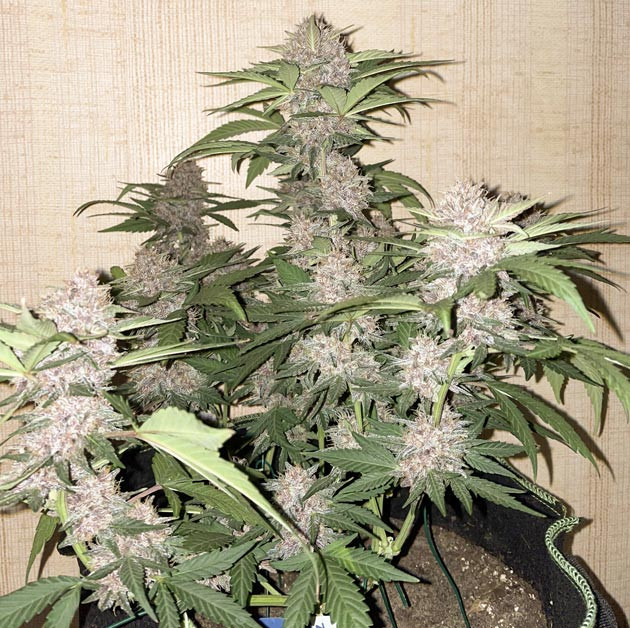 Развитие шишек Runtz Auto на 9 неделе выращивания Созревание сорта Runtz Auto