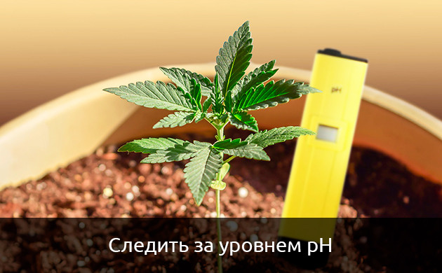 pH почвы при дефиците цинка