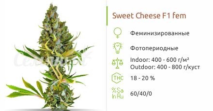 Sweet Cheese F1 Fast Version fem (Sweet Seeds)