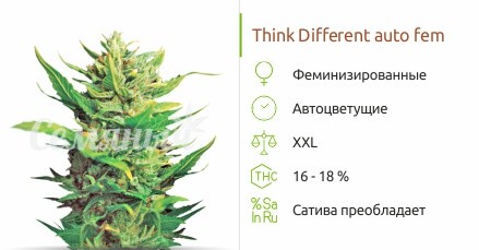 Сорт конопли Think Different Think Different auto fem от Dutch Passion