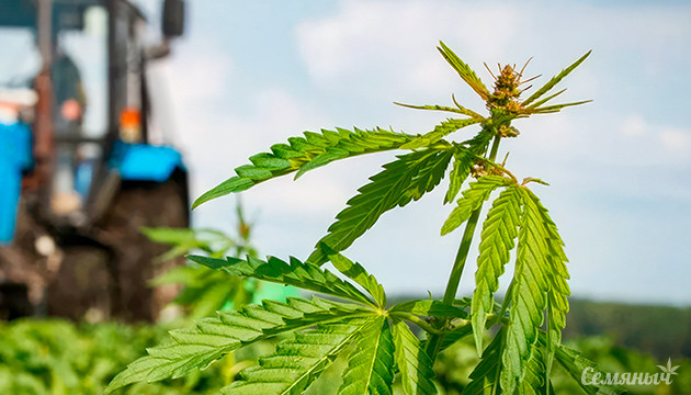 Российские ученые предложили очищать воздух коноплей