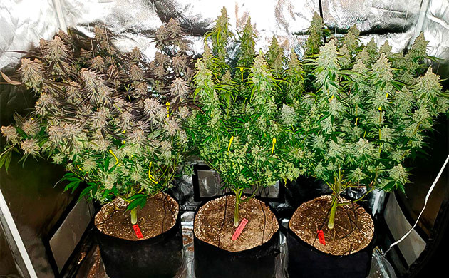 Техника низкострессовой тренировки