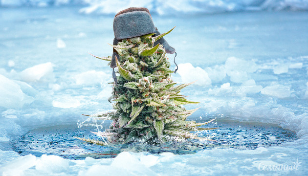 Закаливание конопли Марихуана в проруби