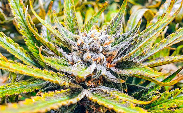 Образование янтарных трихом и завершение цикла Появление фиолетового оттенка на соцветиях