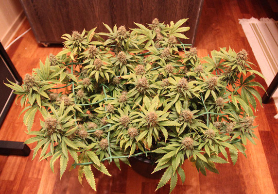 Применение дефолиации Дефолиация Jack Herer