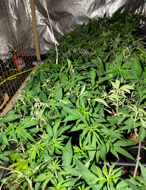 Кусты заполнившие всё пространство в гроубоксе