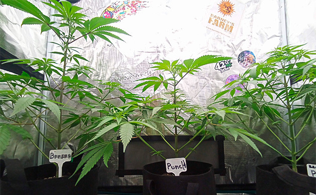 Banana Punch: Начало цветения и уход