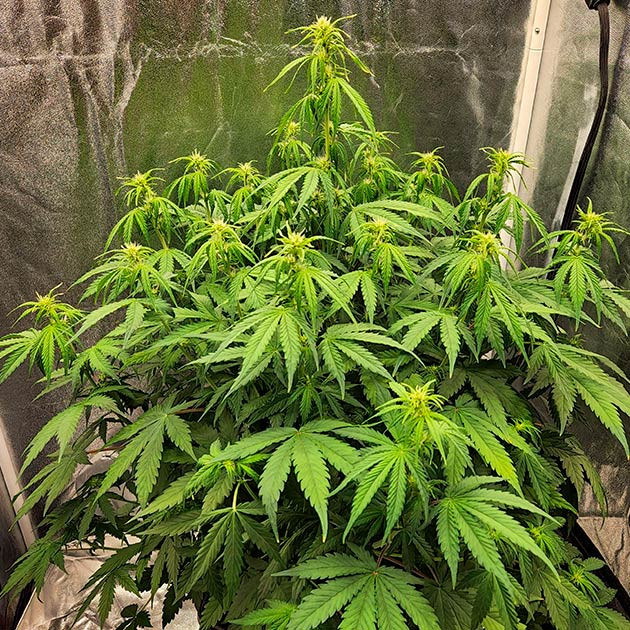 Финальная структура Gorilla Punch Auto Растяжка и цветение Gorilla Punch Auto