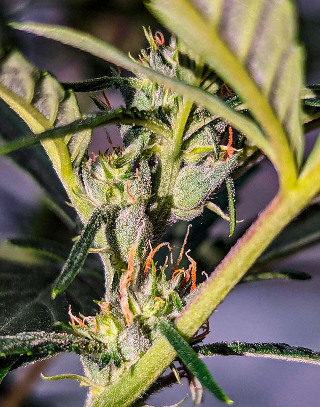 Куст Peach Crescendo Auto RF3 на фазе цветения