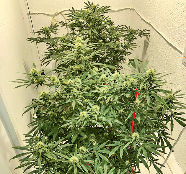 Девятая неделя выращивания Куст ростом 60 см