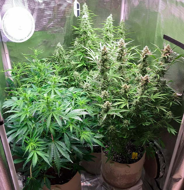 Цветущие растения марихуаны