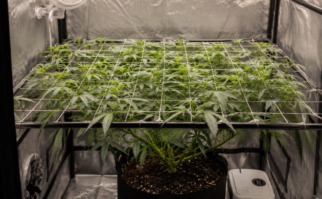 Подвязка сативы для устойчивого роста SCROG-сетка для формирования сативы