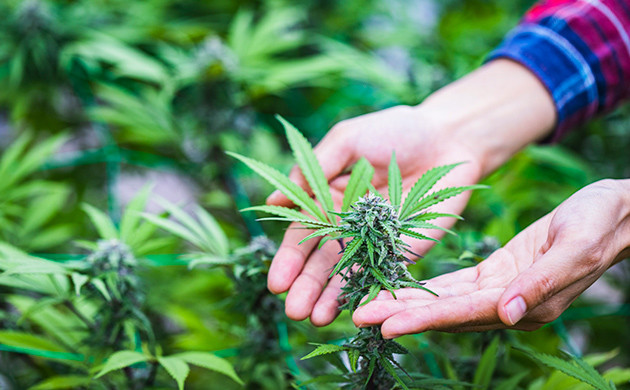 Зачем селекционировать каннабис: цель и польза