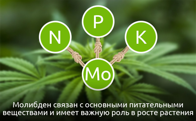 Важность молибдена для конопли Значение молибдена для каннабиса