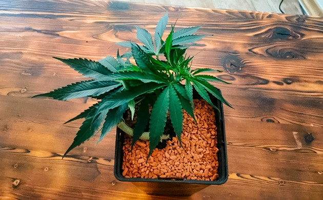 Пошаговая инструкция формирования Гнезда