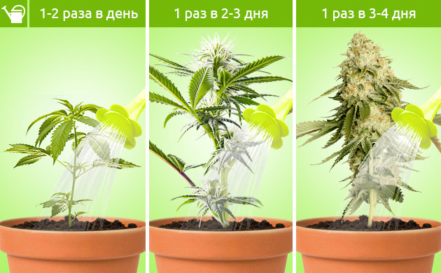 Частота полива на этапе вегетации, цветения и харвеста