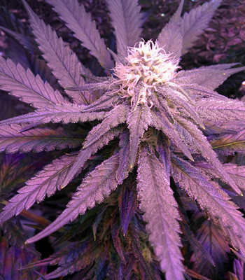 Соцветия Fruit Punch fem на 4 неделе этапа цветения Шишка Fruit Punch fem на четвертой неделе цветения