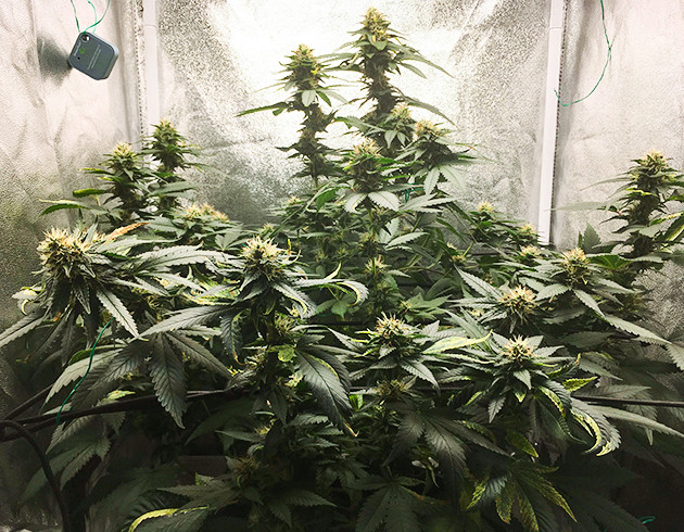 Метод ScrOG на 12 неделе Установка сетки