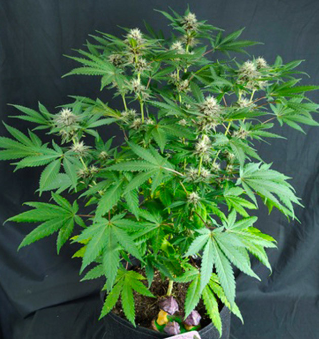 80 сантиметровый куст каннабиса