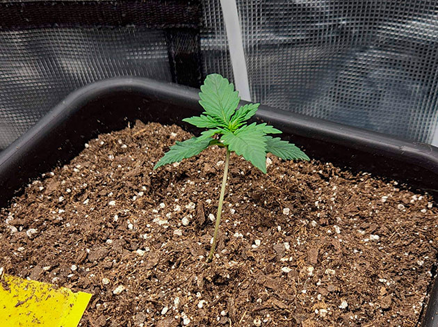 Смешивание идеального грунта для автика Начало выращивания Gorilla Punch Auto