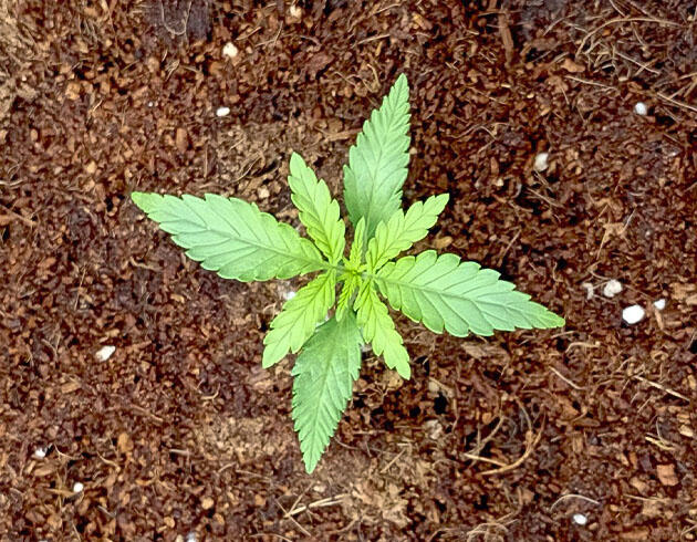 Растишка White Widow Auto от FastBuds на 2 неделе