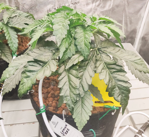 Улучшение влажности с помощью керамзита