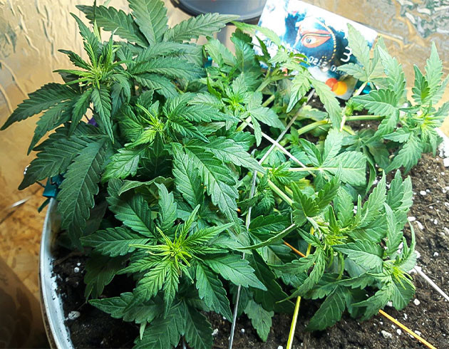 появился запах, выход на предцвет Кусты на 4 неделе выращивания