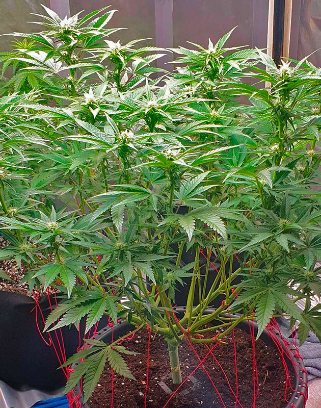 Куст Banana Purple Punch Auto ростом 71 см