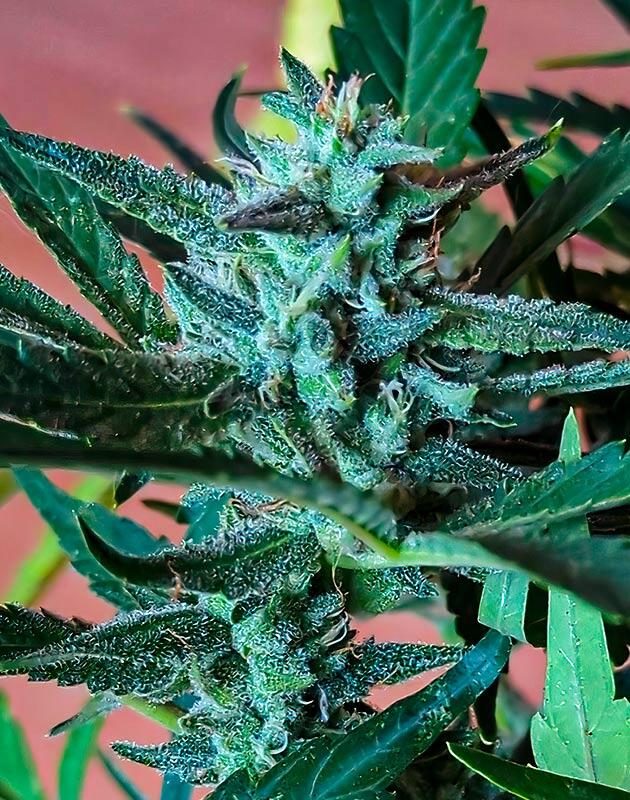 7 неделя выращивания Peach Crescendo Auto RF3