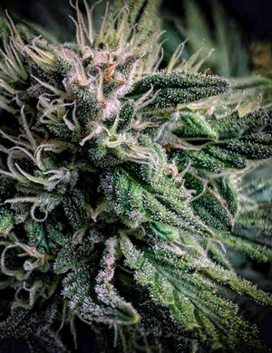 Соцветие на 8 неделе Рост шишек