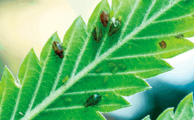 Основные вредители и болезни конопли Борьба с вредителями и болезнями в уличном грове