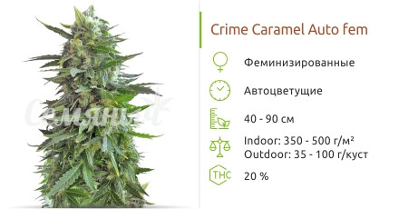 Сорт марихуаны Crime Caramel Auto Crime Caramel Auto от сидбанка Семяныч