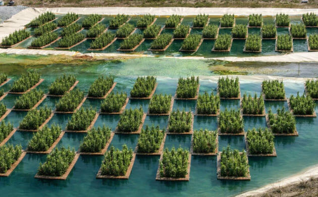 Природная очистка земли без разрушительных процедур – фиторемедиация Конопля очищает почву с помощью фиторемедиации