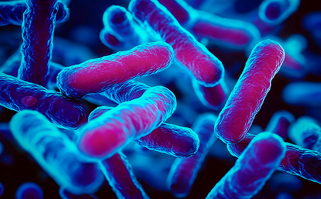 Bacillus subtilis — природный защитник грова