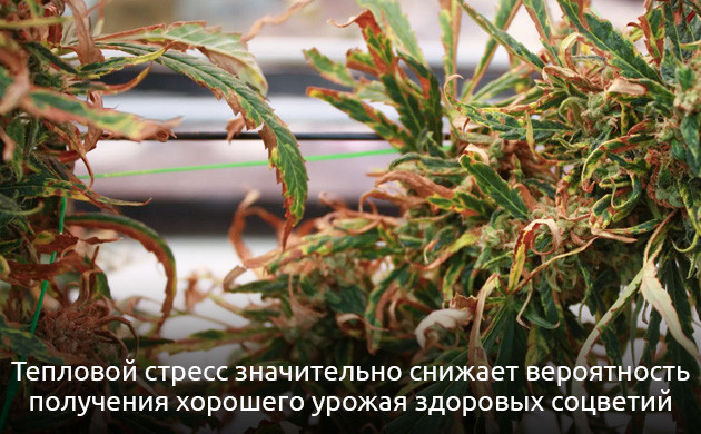 Как жара влияет на каннабис Признаки теплового стресса у марихуаны