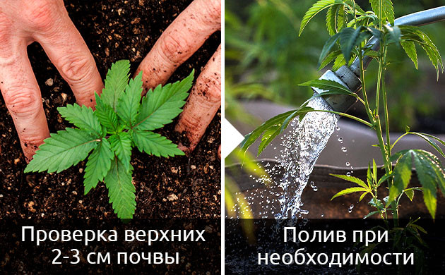 Задержка развития автоцвета из-за излишнего полива