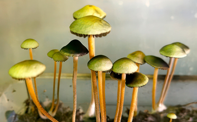 Грибы на форуме Дзаги Грибы на Дзаги