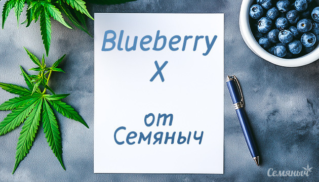Выращивание сорта конопли Blueberry X в индоре Гроурепорт по выращиванию сорта Blueberry X